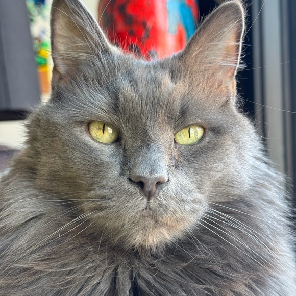 Meet your Posher, Jill - Picture 2 of 2